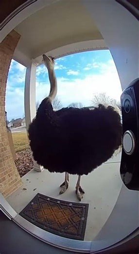 Doorbell Camera Catches OSTRICH Pecking Bell - Gets Scared and RUNS! 😂🦤