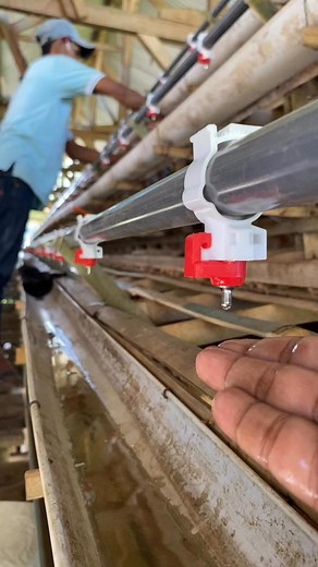 Tinggal di isi ayam 🐓 #layinghens #chickenfarmer #fram | Saichu Bachtiyar