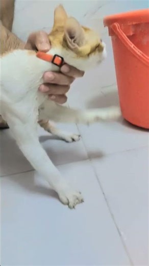 first time bathing kitten 🐾#shorts #catvideos #catvideos #catsshorts #catmoments #catsfunnyvideos