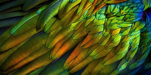 Ancient hidden pattern discovered on bird's feathers by scientists