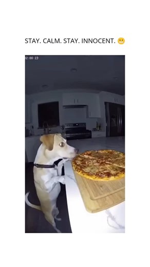 ThePawVerse | There’s that split second when you know… you’re so caught. The side-eye freezes, tail stiffens, brain buffering like “don’t move—maybe they... | Instagram