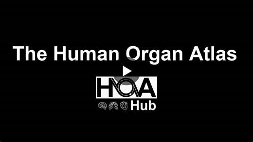 #openscience #humanorganatlas #medicalimaging | Claire Walsh