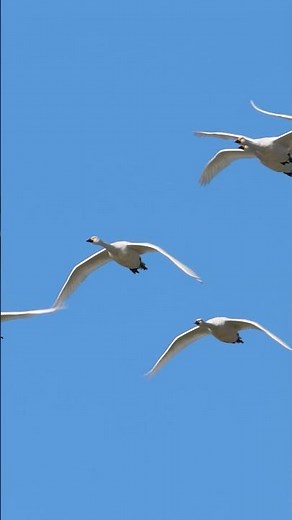 Photographing Tundra Swans: A Breathtaking Aerial Display