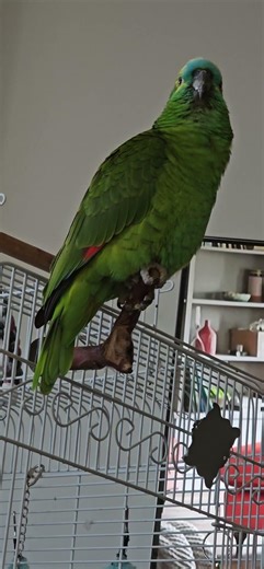 Amazon Parrot calling out for attention 🦜💚