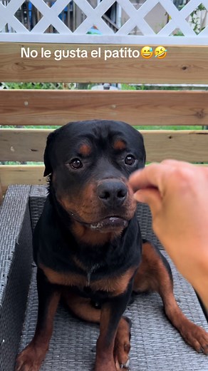 El Rottweiler y su extraño amigo el patito