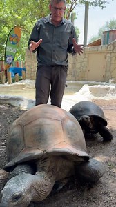 Over 100 years old! And of the 700 species represented at San Antonio Zoo, certainly the grandpa of them all! 🌍🙌🏻 #animal #awesome #wildlife #amazing | Ivan Carter