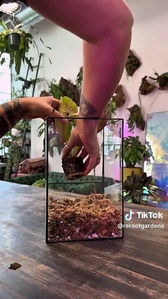 Plant project 16 of 30: #carnivorousplant #terrarium featuring two rescue plants! #drosera #sarracenia #plantsoftiktok