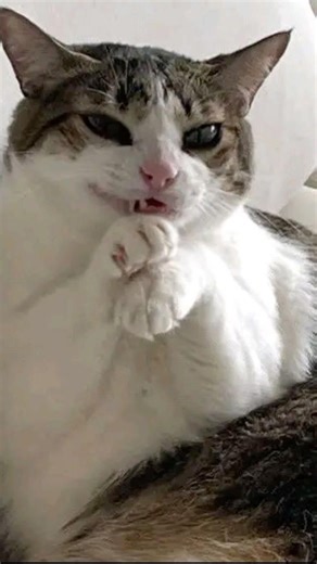 Another meaning of spread your cheeks 😈 #cat #funny #cute #viral