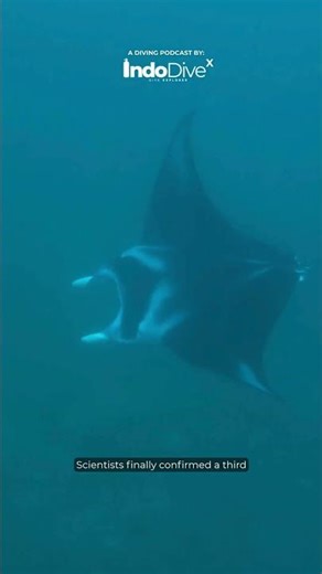 EPISODE 6 : Indodivex : 10 Alien Creatures of the Ocean | The Strangest Marine Life Ever Found