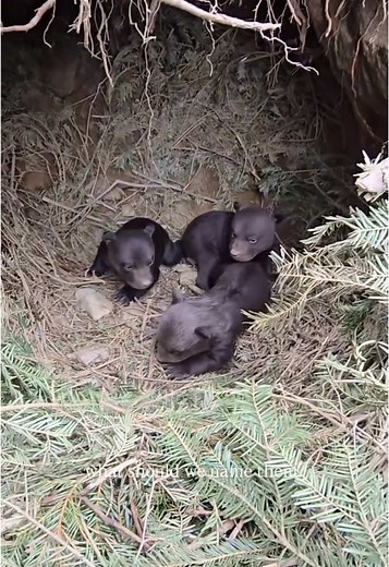Carpathian Bear Cubs: Nature's Fairy Tale Begins