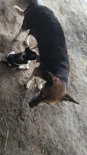 pet lover ❤️ #trendingshorts