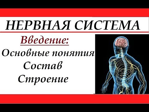 The Human Nervous System: Introduction to Core Concepts, Composition, and Structure