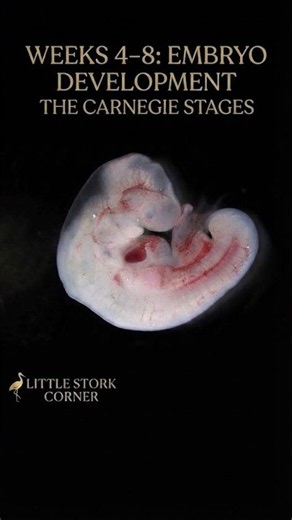 From Weeks 4 to 8: The Amazing Journey of Human Embryonic Development 🧬✨