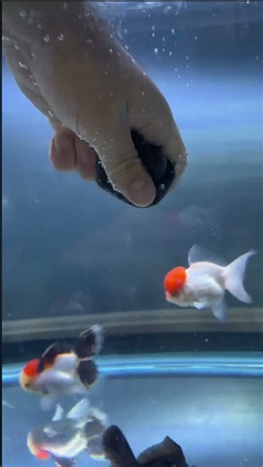 How to dissolve praziquantel in your fish tank