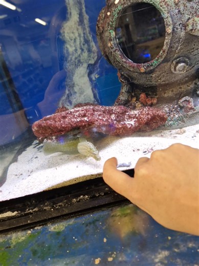 Watch the Grumpy Green Wolf Eel Snatch His Food