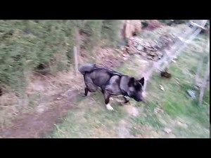 american akita attack