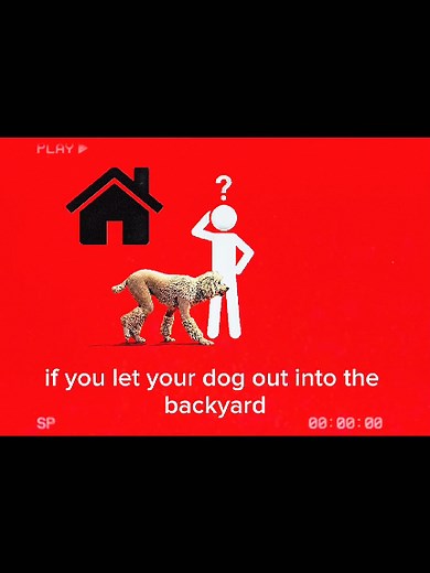 Cuida a tu perro: el misterio de los intrusos en casa