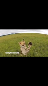 387 reactions · 22 shares | Cheetah catching Drone! A moment...