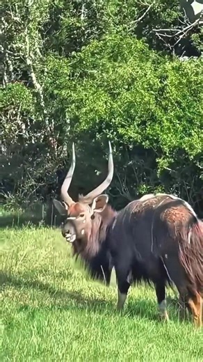 Target Locked! 🎯How African Tribes Hunt High in the Canopy 🏹✨ #Wildlife"
