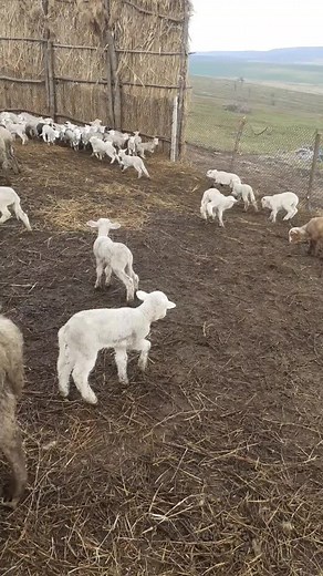 mihaialin121 pe TikTok