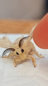 Never thought the word “cuddly” could be used to describe a moth… but here we are 🦋🥹 #UnexpectedCute #natureisweird | Shanghai Daily 上海日报