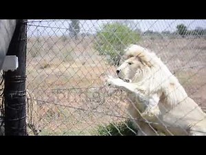 Bengal Tiger fighting White Lion