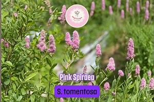 Pink Spiraea Seeds 500  Count Spiraea Tomentosa Hardy Flowering Shrub Native Garden Plant - Etsy