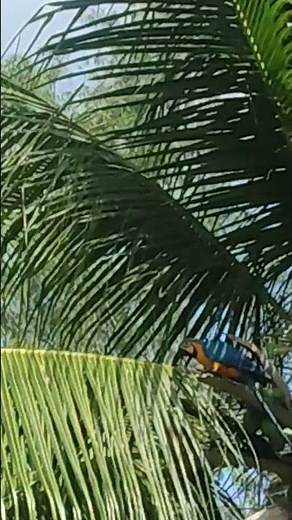 O AZUL MAIS LINDO! 🌈 A perfeição da Arara-canindé de perto #aves
