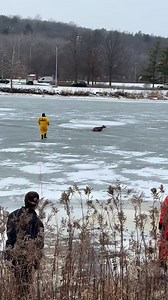 849K views · 18K reactions | Yesterday, the B-Shift assisted NYS DEC & Park Police in rescuing a deer stuck on the icy Cayuga Inlet using ice rescue gear and an animal rescue device. The deer was cold, but uninjured and carried on with its day after reaching shore. Remember to be safe around frozen waterways, ice may not be as strong as you think. | Ithaca Fire Department | Facebook