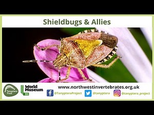UK Shieldbugs & Allies