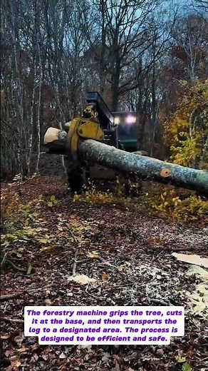 Efficient Logging Operations: Modern Forestry at Work