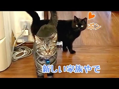 保護した野良黒猫ロンが家猫になるまで〜後編〜