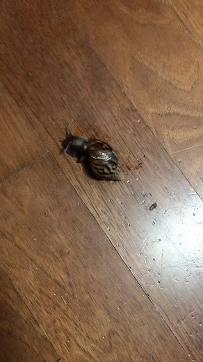 달팽이 소금 디시 만들기와 숨구멍 뚫는 법