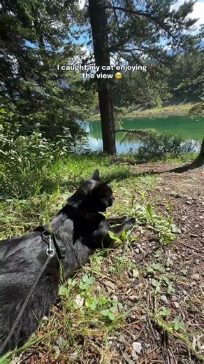 isn’t that the sweetest thing? he was loving our camping trip and getting to watch the lake!