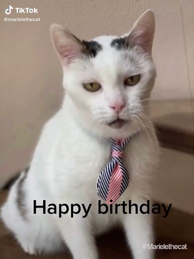 Singing Birthday Cat GIF Compilation