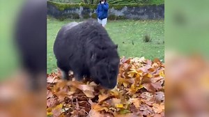 🚨NEW VIDEO🚨: Meet Willow, a 2 month old musk ox calf who was thrilled to play around in the fall leaves in her first #autumn season at Point Defiance Zoo and Aquarium in Tacoma, WA! 🍂 Credit: Point Defiance Zoo & Aquarium via Storyful | WeatherBug