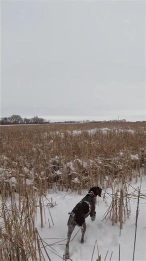 Pheasants In The Cattails! #shorts #pheasants