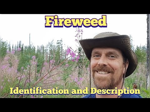 Fireweed - Identification and Description Edible and Medicinal