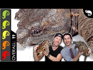 Alligator Snapping Turtle, The Best Pet MONSTER?