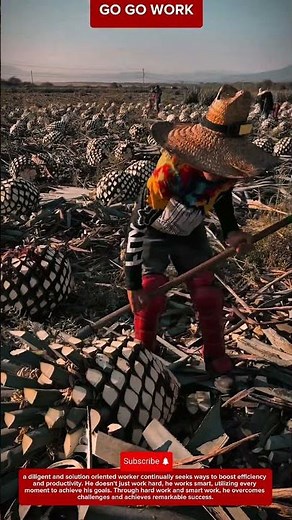 Traditional Agave Harvesting Method for Tequila Production and Commercial Farming in Mexican Fields