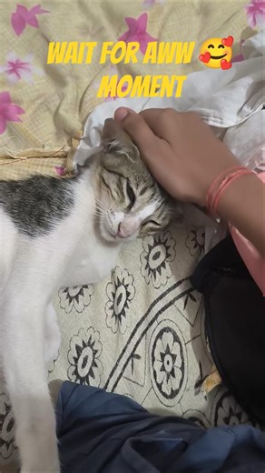 Grey Kitten Purring, Sleeping & Giving a Tiny Handshake 🐾 #catshorts #youtubeshorts #shorts