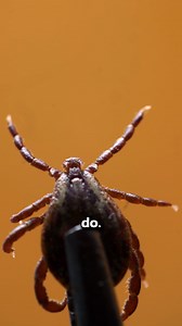 1.2M views · 13K reactions | Ticks in Your Lawn? Get Rid of Them NOW! #ticks #pest #pestcontrol #lawn | Pest Badger | Facebook