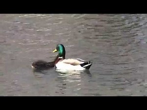 Mallard Duck Mating Behavior