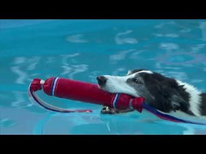 Dog Diving and Dock Jumping Competition