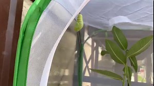 2K views | Caterpillar forming chrysalis time-lapse  | Awesome Ideas | Facebook