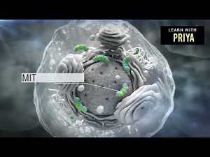 cell organelles animation video