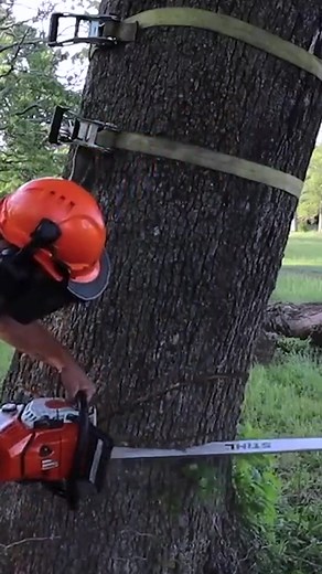 Cutting Down a Dangerous Leaning Tree #treefelling #treework #chainsaw #farmlife #homestead