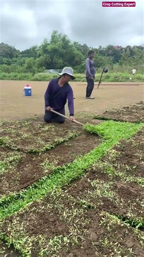 💪🧹High-Efficiency Natural Grass Turf Harvesting Method and Lawn Splicing Hack
