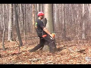 Mark Chisholm using felling wedges on a large leaning tree