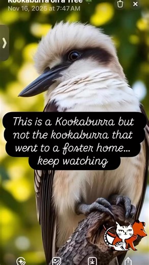 Meet Kookaburra, one of our amazing WAGS Pet Adoption pups who’s now thriving in a loving home with two other dogs! From the moment he arrived, this sweet soul found comfort, warmth, and friendship — proof that a little love (and a lot of snuggles) can make all the difference. Settling in alongside his new furry roommates, Kookaburra has learned how to relax, play, and truly be home. His foster family shared how bringing him in during the rain added an extra layer of coziness and joy to their ho